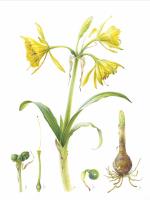 Ismene amancaes